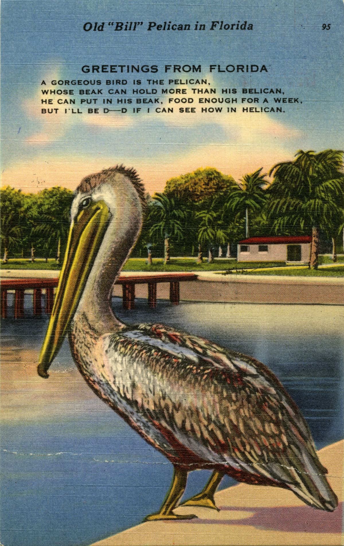 Old "Bill" Pelican in Florida.