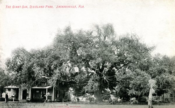The giant oak at Dixieland Park in Jacksonville.