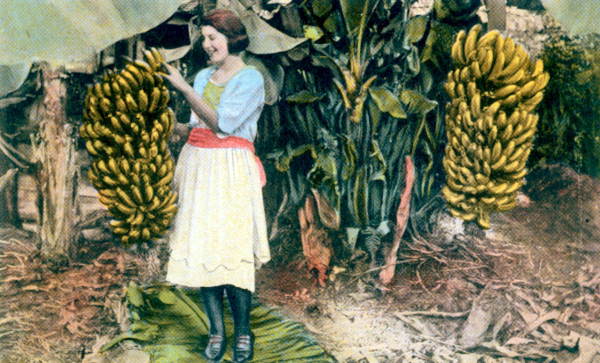A Florida peach in a banana grove.