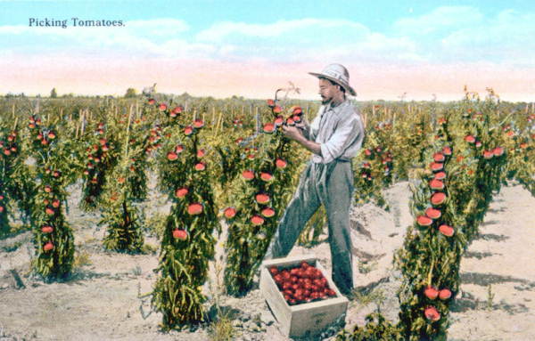 Picking tomatoes.