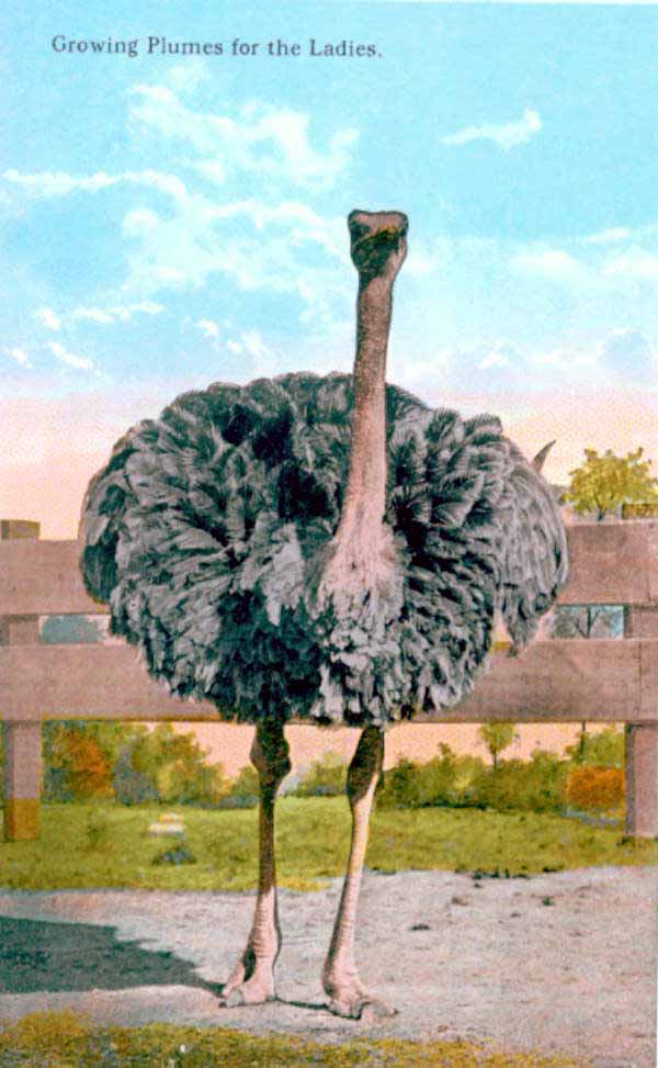 Growing plumes for the ladies.