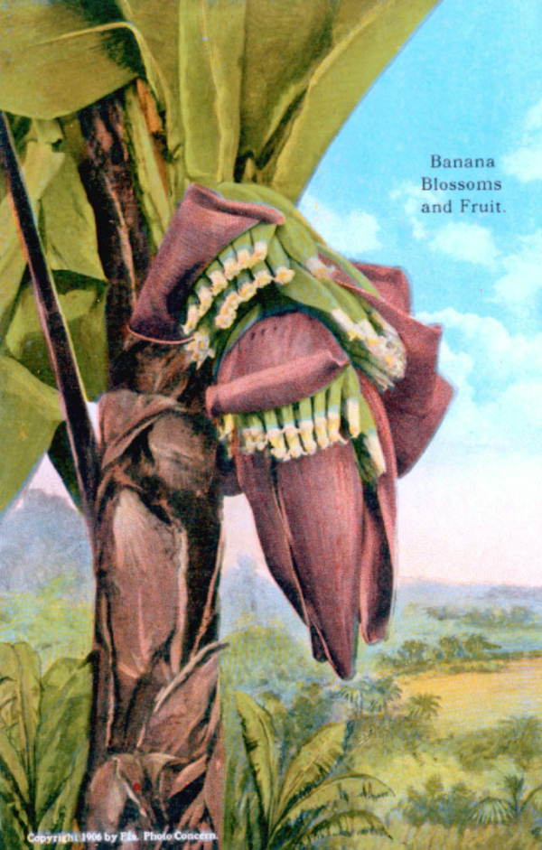 Banana blossoms and fruit.