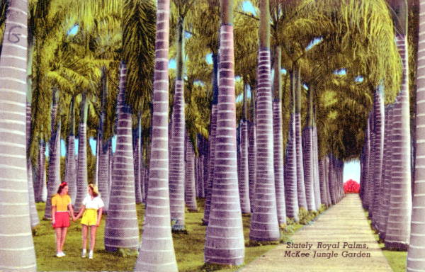 Stately royal palms - McKee Jungle Garden.