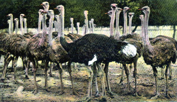 Ostrich farm - Jacksonville, Florida.