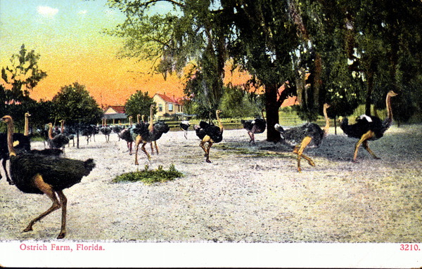 Ostrich farm - Florida.