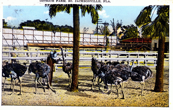 Ostrich farm - South Jacksonville, Florida.