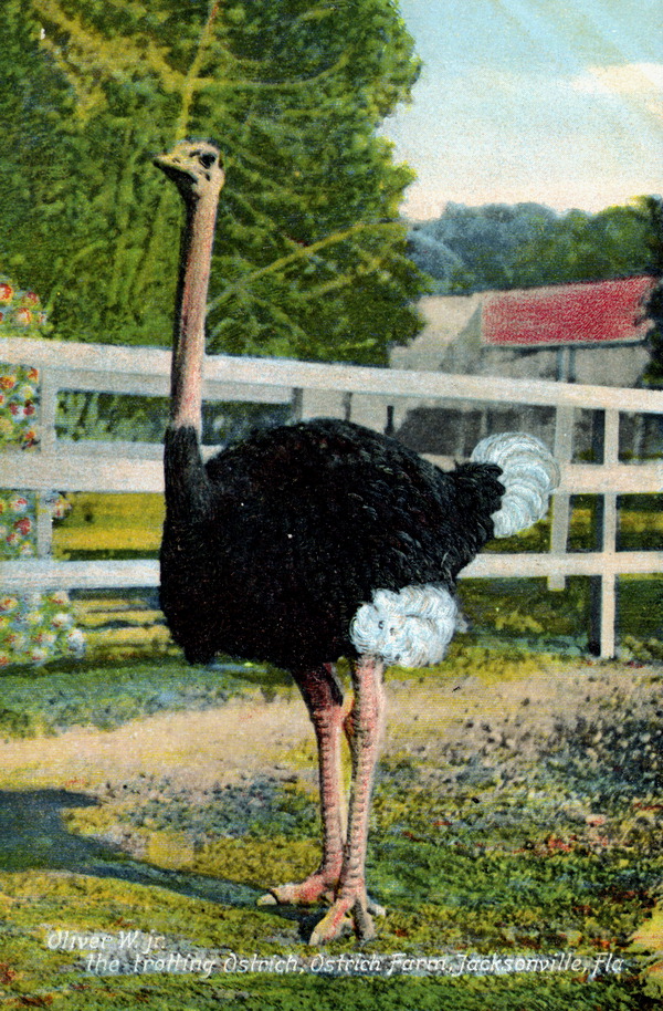 Oliver W. Jr., the trotting ostrich - ostrich farm, Jacksonville, Florida.