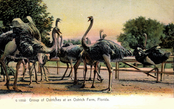 Group of ostriches at an ostrich farm - Florida.
