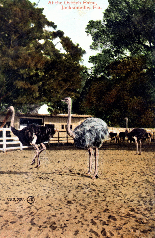 At the ostrich farm - Jacksonville, Florida.
