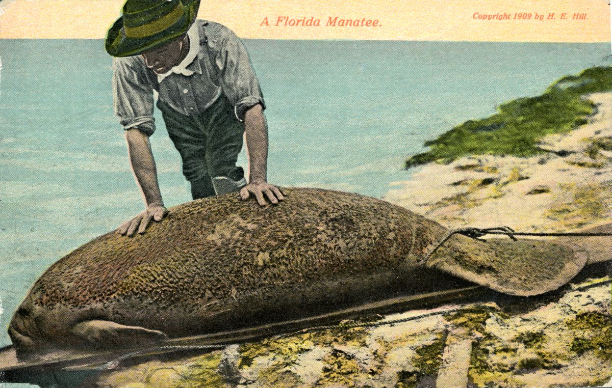 A Florida manatee
