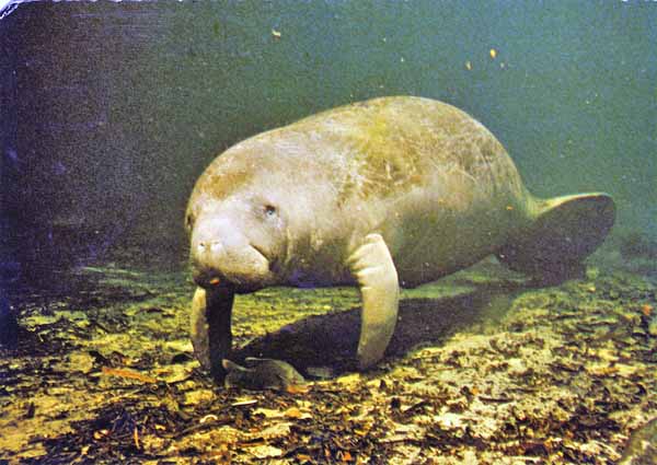 Manatee