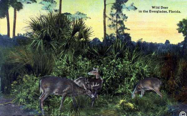 Wild deer in the Everglades - Florida