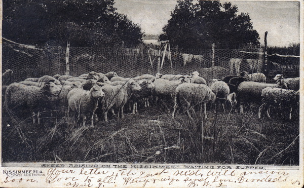 Sheep raising on the Kissimmee - waiting for supper