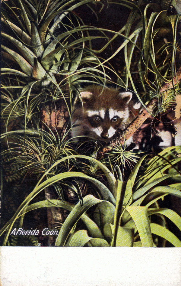 A Florida coon