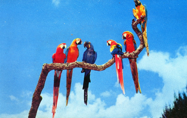 Macaws.