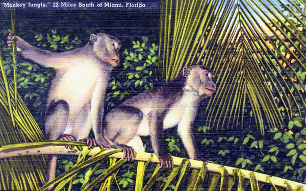 Monkeys