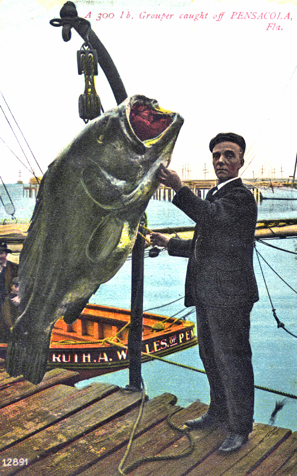 A 300 pound grouper caught off Pensacola - Florida.