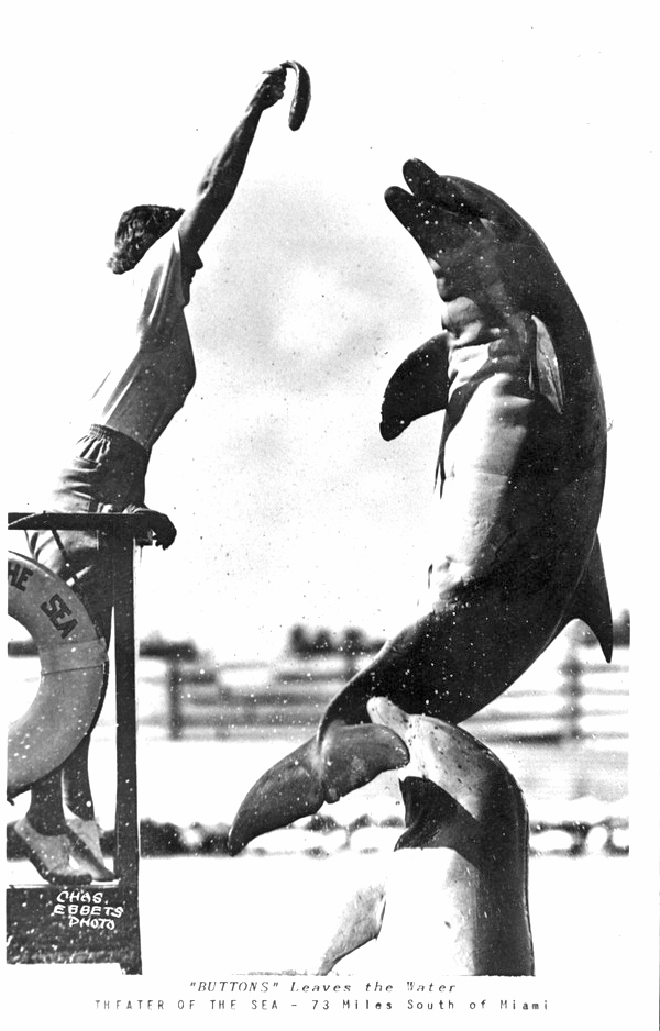 Buttons dolphin leaves the water.