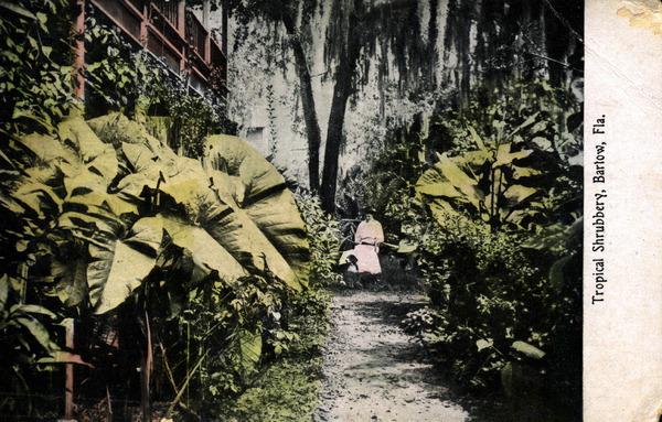 Tropical shrubbery - Bartow, Florida