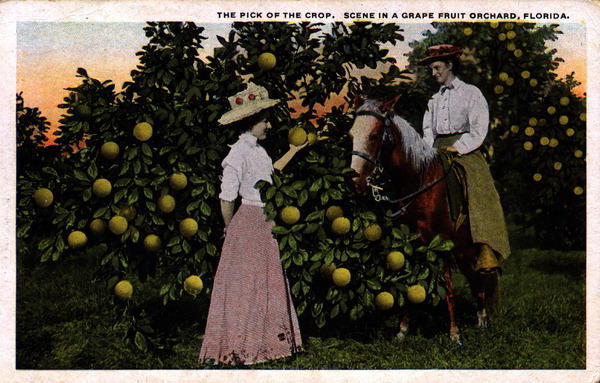 The pick of the crop - scene in a grapefruit orchard, Florida