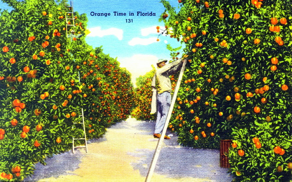 Orange time in Florida
