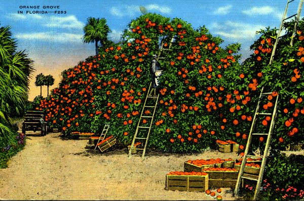 Orange grove in Florida