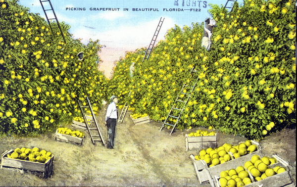 Picking grapefruit in beautiful Florida