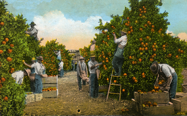 Picking oranges - Florida.