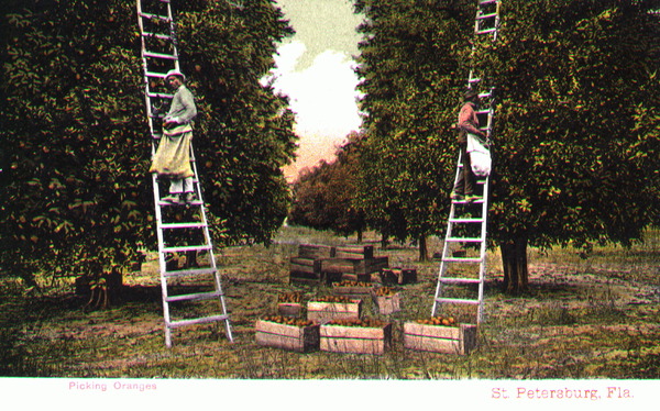Picking oranges - Saint Petersburg, Florida