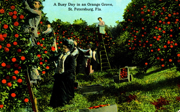 A busy day in an orange grove - St. Petersburg, Florida