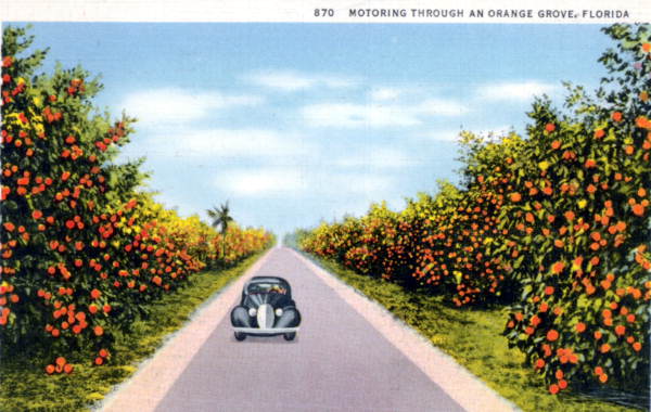 Motoring through an orange grove - Florida