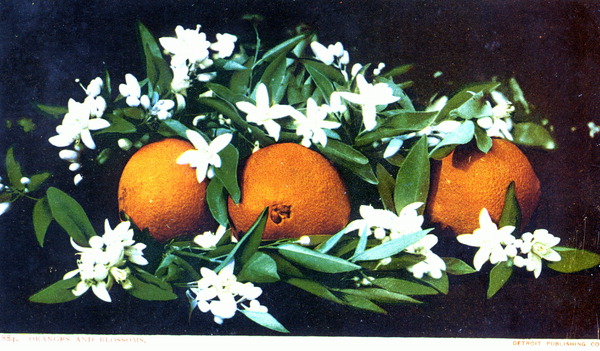 Oranges and blossoms