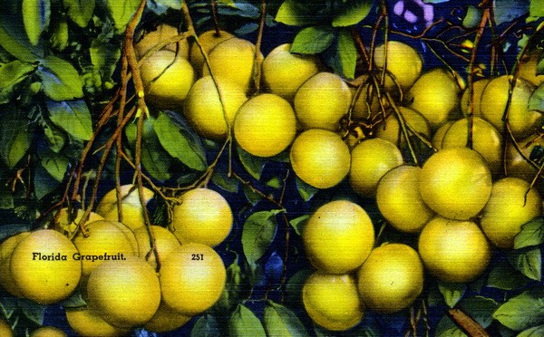 Florida grapefruit.