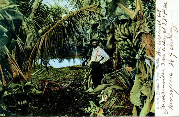 Banana grove - Florida