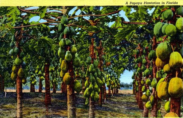 A papaya plantation in Florida.