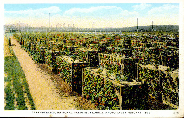 Strawberries - National Gardens, Florida