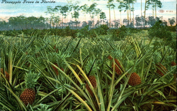 Pineapple grove in Florida.