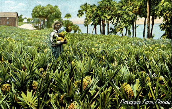 Pineapple farm - Florida.