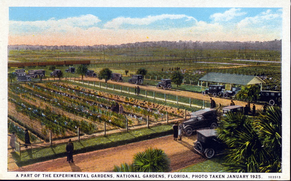 A part of the experimental gardens - National Gardens, Florida