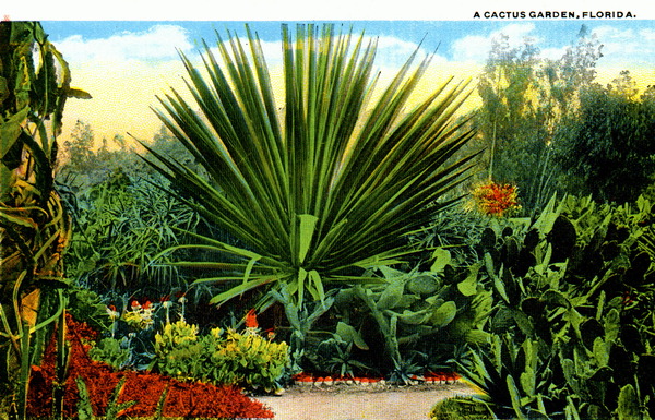 A cactus garden - Florida