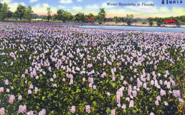 Water hyacinths in Florida
