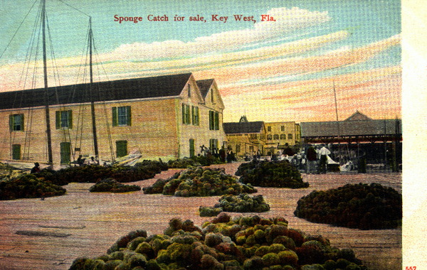 Sponge catch for sale - Key West, Florida.