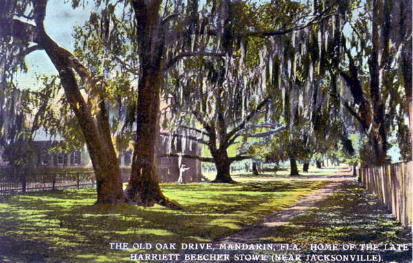 The old oak drive, home of the late Harriet Beecher Stowe - Mandarin, Florida
