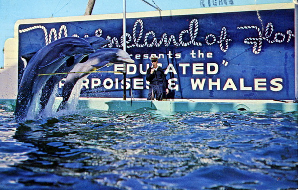 Trained dolphins perform triple hurdle jump - Marineland of Florida.