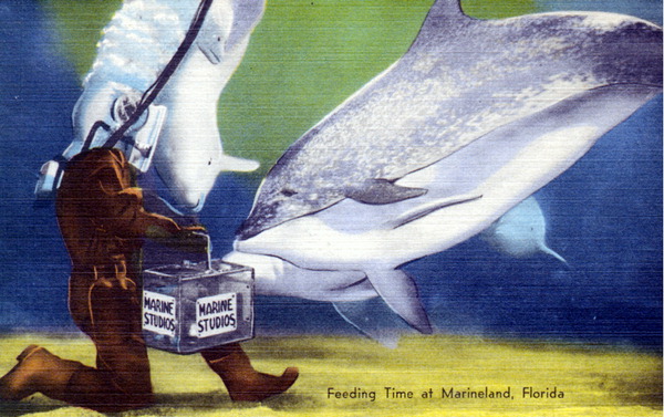Feeding time at Marineland, Florida