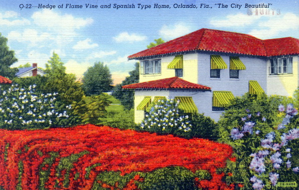 Hedge of flame vine and Spanish type home - Orlando, Florida.