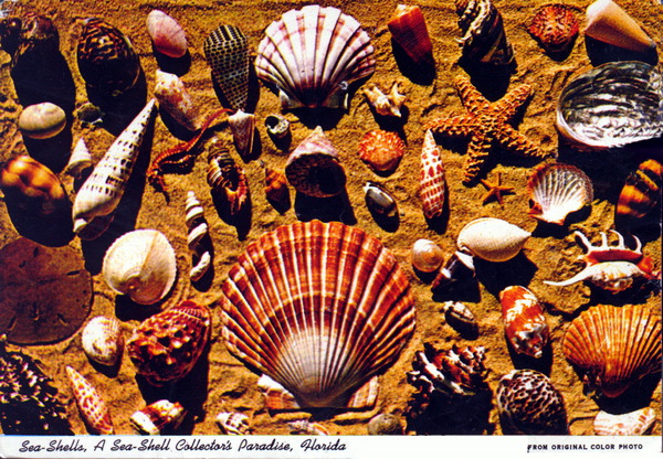 Sea shells, a sea shell collector's paradise - Florida.
