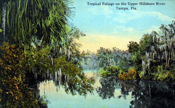 Tropical foliage on the upper Hillsborough River - Tampa, Florida.