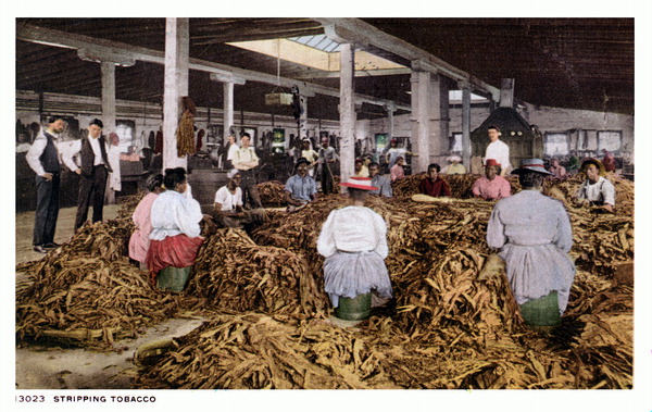 tobacco stripper Florida Memory • Stripping tobacco