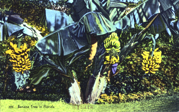 Banana tree in Florida.